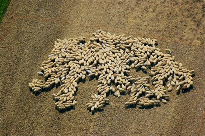 草原绵羊创意航拍图