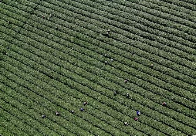 梅家坞茶园航拍图